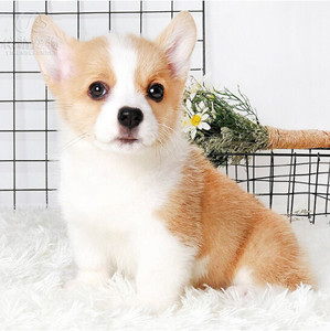 纯种活体黄白黑两色三色柯基幼犬小短腿短毛家养小型犬宠物真狗狗