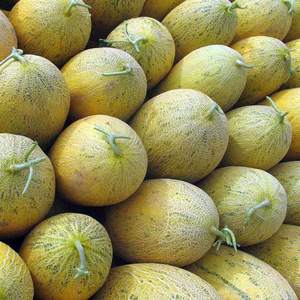 新疆特产伽师瓜八六王哈密瓜 水果喀什甜瓜 10