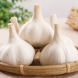 560人付款天猫阳台水培老品种大蒜种子5斤2021年山东苍山大蒜农家自种