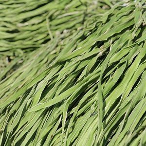 邳州贡菜新鲜苔干苔菜火锅麻辣烫食材蔬菜凉拌响菜咸菜下饭菜特产