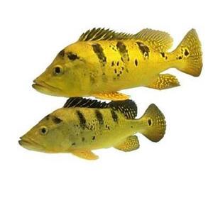 族观赏鱼巴西亚鱼苗热带鱼大型c凶猛肉食帝王三间鱼龙鱼混养配