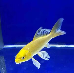 北京小鱼活饲料鱼金鱼小型鱼苗淡b水冷水草鱼苗观赏鱼小活鱼龙鱼