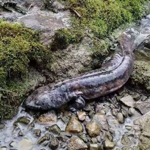 娃娃鱼鲜活食用观赏鱼苗水产海鲜营养滋补餐汤包活到家 4斤一条