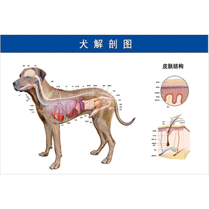 犬解剖f图墙贴宠物店墙纸兽医贴纸狗解剖图h挂图动物解剖海报装饰