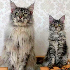 缅因猫幼猫巨型纯种银虎斑烟灰色大型挪威森林猫活体低敏猫西森猫