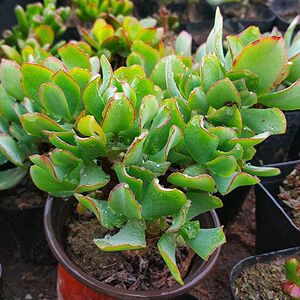 知更鸟老桩海带群生多头多肉植物盆栽办公桌室内阳台肉肉绿植花卉