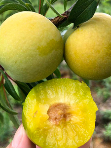 现货5斤贵州六马蜂糖李李子新鲜现摘超甜当季孕妇水果巨好吃正宗1