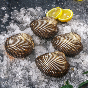 连云港鲜活大赤贝刺身新鲜大毛蛤贻贝大连海鲜水产即食日料食材