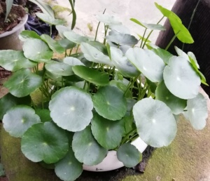 沼泽挺水植物耐阴小型龟缸过滤组合铜钱草!沼泽过滤小盆景绿芋紫