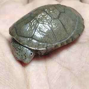 西非侧颈龟 沼泽侧颈龟 黑森林棱背东非深水长颈龟 中山龟宠之家