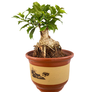 刺桂花盆景盆栽矮霸冬季开花石山客厅浓郁造型八角桂老桩花卉木本