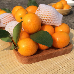 广西阳朔油皮金桔非融安脆皮金桔桂林水果小橘子