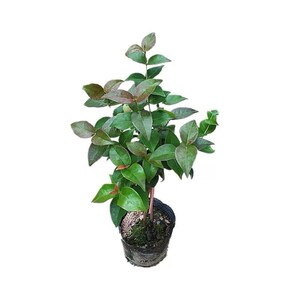 水果树苗 巴西红果仔苗 吉祥红树苗 盆栽庭院地栽实生苗 番樱桃苗