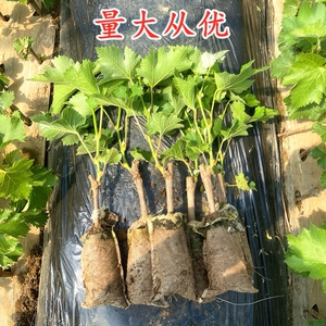 葡萄苗果树巨峰蓝宝石耐寒葡萄南方北方种植盆栽地栽爬藤带土带叶