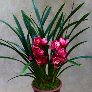 兰花【夜来香】矮种建兰盆栽室内四季植物观花客厅花卉兰草兰花苗