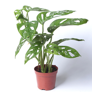 多孔龟背竹洞洞芋观叶植物仙洞龟背竹客厅室内盆栽绿植除甲醛绿植