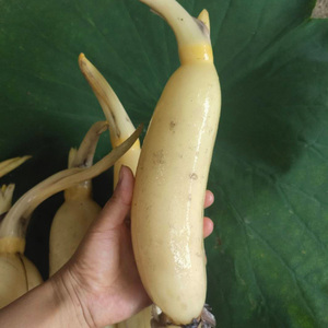 马踏湖白莲藕-淘宝拼多多热销马踏湖白莲藕货源拿货 - 阿里巴巴货源