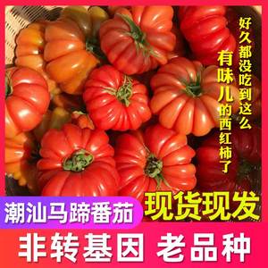 潮汕特产马蹄番茄新鲜西红柿水果现摘现发圣女果应季蔬菜5斤