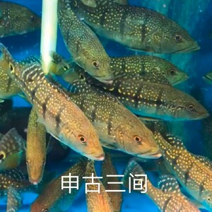 蓝帆眼斑 蓝帆五间 申古三间 繁星三间鱼龙鱼配鱼 帝王三间鱼