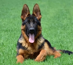 德国牧羊犬幼犬纯种双血统黑贝犬幼犬警犬德牧赛级德牧犬幼犬包邮