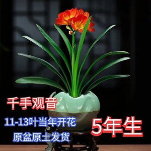 七彩花君子兰盆栽