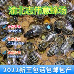 意蜂蜂蜂意大利蜂王喀尔巴阡w王王东北黑蜂王意王王蜂王种蜂开产