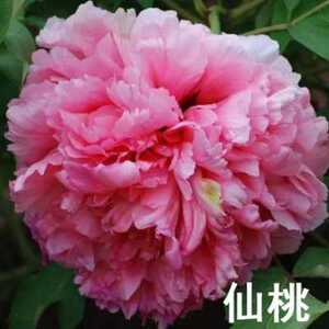 00李祥松01淘宝红旭牡丹园《圣代》观赏牡丹绿植盆栽阳台庭院秋季
