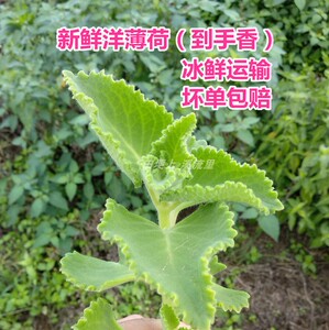 新鲜洋薄荷 到手香 左手香 碰碰香 还魂草500克延命草藿香番薄荷