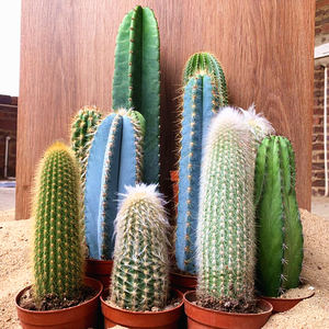 仙人柱盆栽量天尺仙人掌类植物巨大凤龙超大型室内防辐射客厅绿植