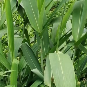 粽叶苗 野生包粽子叶树苗粽叶种子四季常青箬叶苗种