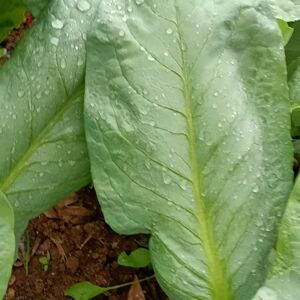 广东高州甜麦菜苗四季可栽带头带泥发货软囗麦菜急速发货绿色蔬菜