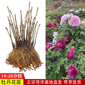 菏泽正宗观赏牡丹花苗重瓣大苗阳台庭院盆栽花卉室内外绿植洛阳红