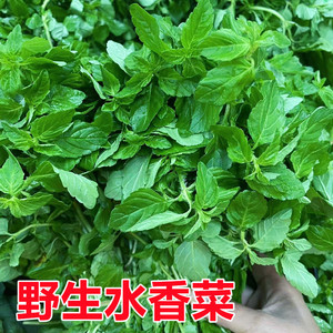 香香菜云南临沧耿马傣族水香菜凉拌菜调味料水薄荷泡沫箱发货包邮