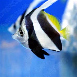 黑白关刀鱼 海水鱼活体 观赏宠物鱼神仙鱼长鳍关刀鲽鱼快递包活