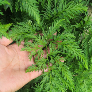 【江南卷柏】寻予生活高山野生药材盆栽造型装饰热带雨林生态瓶