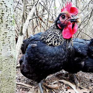 散养黑毛鸡