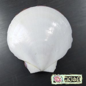 00韩尚元素服饰淘宝天然海螺贝壳白色日月蛤扇形贝婚庆鱼缸水族造景