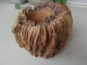 松树瘤根