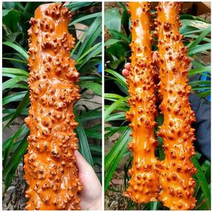 贵州檬子木精品聚财红木摆件风水柱横财镇宅霸气招财转运收藏装饰