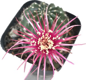 红昭和 丽花属j开花仙人球 多肉植物组合盆栽稀有品种