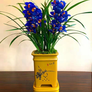 003人付款淘宝清仓价 兰花 春剑【九凤朝阳】绿植浓香室内花卉精品