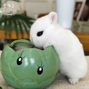 宠物活子兔物兔型凤n眼海棠侏儒小活体迷你西施猫猫兔长不大茶杯