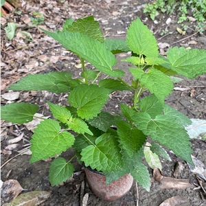 藿香苗盆栽四川荷香小茴香菜苗阳台鱼香薄荷四季可食用室内外植物