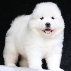 纯种萨摩耶幼犬活体微笑天使纯白色雪橇犬中型家养宠物狗狗大白熊
