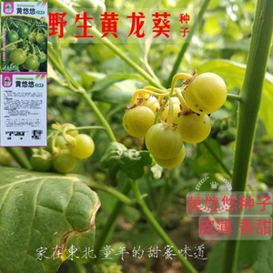 黄悠悠野生黄龙葵东北稀有野果黄天天盆栽 菜园 四季