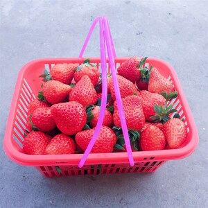 新款草莓带盖子摘水果2斤装篮子小号便携手筐子6斤塑料蓝子式提.