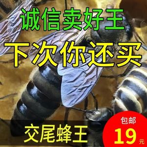 中蜂蜂王种王优质高产开产阿坝黑色交尾蜜蜂王野生土蜂中蜂产卵王