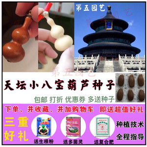 天坛小八宝又叫扁肚小八宝葫芦种子籽 超火文玩手捻品种 基因纯正