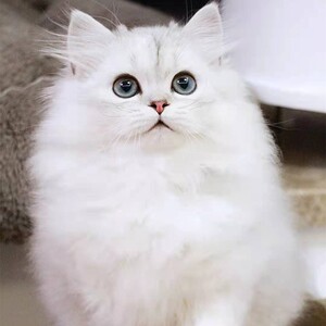 朔州纯种金吉拉活体幼猫异国短毛猫宠物猫精品金吉拉猫活体绿眼猫