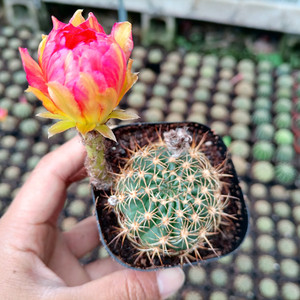 黄金荷花仙人球稀有美花大花勤花丽花属仙人掌多肉办公室防辐射